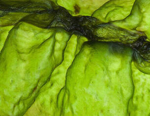 Immagine macro di una texture verde brillante, simile a alghe o muschio, con ondulazioni e dettagli naturali.