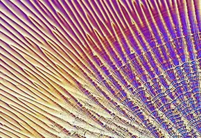 Immagine astratta con linee ondulate e sfumature di colore che creano un effetto dinamico e vibrante.