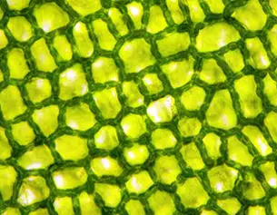 Dettaglio microscopico di cellule verdi, con una struttura a rete che evoca la fotosintesi.