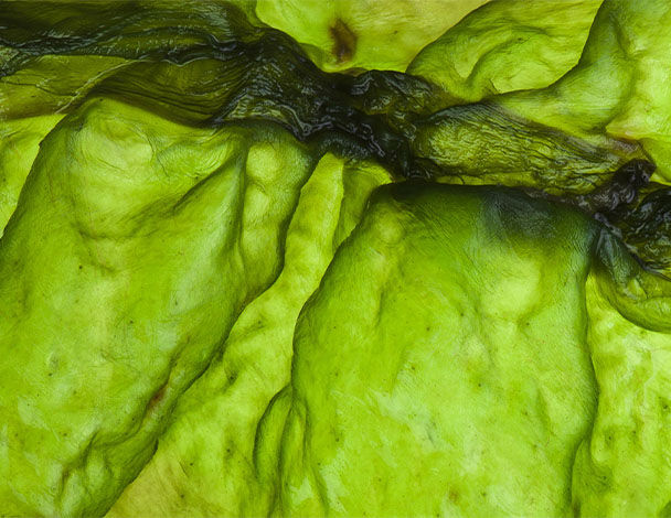 Close-up of vibrant green seaweed with a textured surface, showcasing its natural patterns and variations.