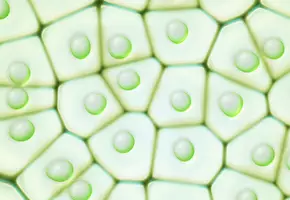 Paraben Free