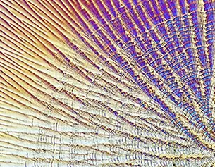Dettaglio macro di un motivo colorato e strutturato che ricorda la superficie di un guscio o di una conchiglia.