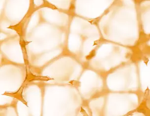 Struttura microscopica di una matrice cellulosica con filamenti trasparenti su sfondo chiaro.
