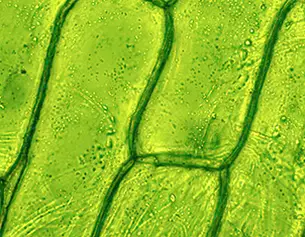 Close-up of green plant cells under a microscope, showcasing their distinct shapes and structure.