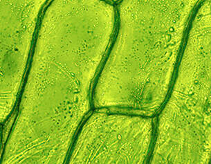 Microscopic view of plant cells, showcasing green chloroplasts and cell walls in a textured pattern.