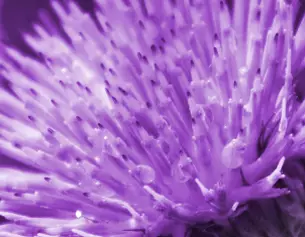 Primo piano di un fiore viola con stami sottili e gocce d&apo;acqua lucide che brillano sulla superficie.