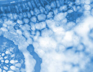 Dettaglio di tessuto vegetale visto al microscopio, con cellule blu che mostrano una struttura intricata e translucida.