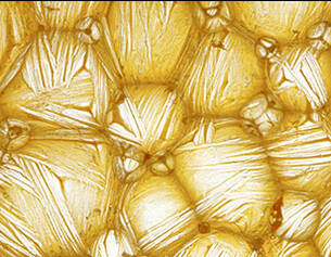 Immagine in macro di una struttura cellulare di un tessuto vegetale, con sfumature dorate e texture intricata.