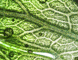 Dettaglio macroscopico di una foglia verde, evidenziando la rete vascolare e piccole gocce d&apo;acqua sulla superficie.