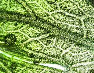 Dettaglio macroscopico di una foglia verde, evidenziando la rete vascolare e piccole gocce d&apo;acqua sulla superficie.