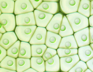 Immagine ingrandita di cellule vegetali, con forme esagonali e goccioline verdi all&apo;interno che rappresentano la clorofilla.