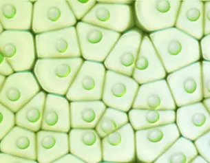 Immagine ravvicinata di cellule vegetali, con pareti esagonali e piccole bolle verdi che rappresentano cloroplasti.